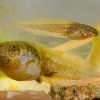 Blatnice skvrnita - Pelobates fuscus - Common Spadefoot 0305